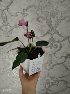 Мои цветы 🥀