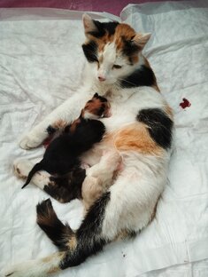 Котята с первого дня рождения(дневник) 