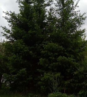 Письмо дедушке морозу.