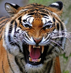 Семейство кошачьи