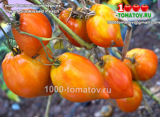 ТОМАТЫ ПРОЕКТА ГНОМ ТОМАТНЫЙ