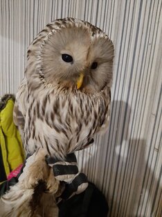 Неожиданные  подопечные нашего приюта  для собак: от совы до енота