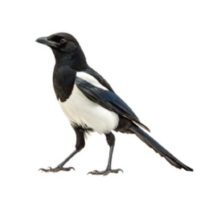 Сорока: ум, хитрость и секреты чёрно-белой воровки