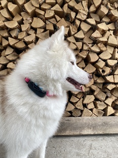 Для песелей