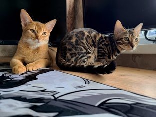 Фанта и Арни