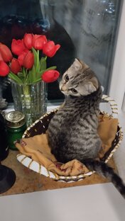 Все девочки любят цветочки