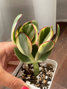 О моей коллекции крассул, каланхое   🐝 