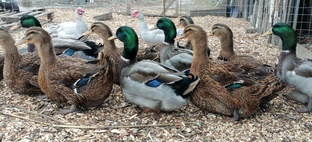 Раунские утки.