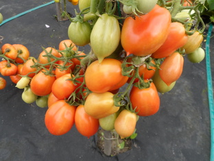 Сорта томатов для открытого грунта и их семена.