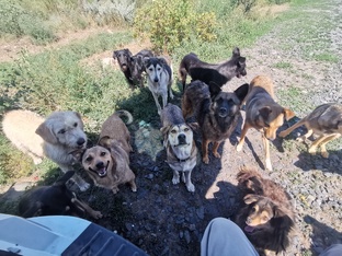 Моя жизнь в приюте "Феникс"