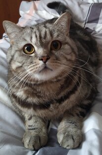 В мире детей и животных