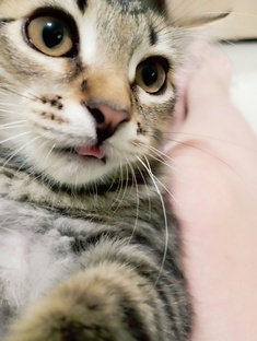 привет всем котятки подпишитесь на канал я очень в вас верю и я вас люблю🐱😺🥺