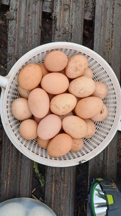 Моя дачная жизнь и мои заботы