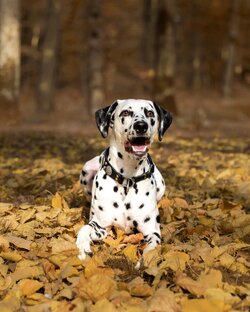 Самоконтроль