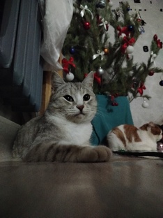 Веселые коты