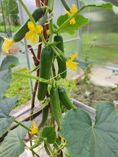 дела огуречные 