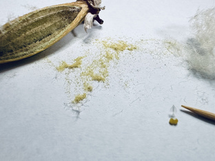 Опыление орхидеи, семенная коробочка, семена (посев семян в другой подборке)