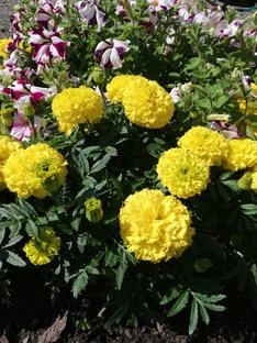 Однолетники