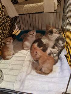 Кошачьи будни 😻