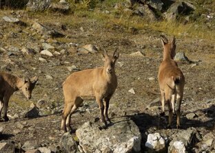 Заметки натуралиста