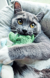 Игрушки для котиков