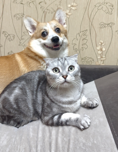 Корги Мафия и кот Тимофей