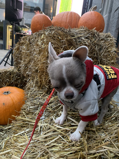 Хелуин👻🎃
