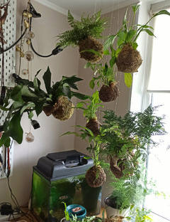 Растения в интерьере