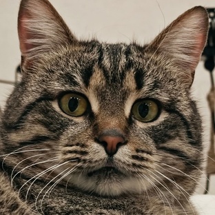 Дневник кота Кокоса