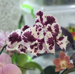 Орхидеи. Домашнее цветение.