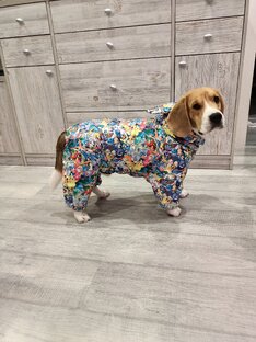 Одежда для собак 