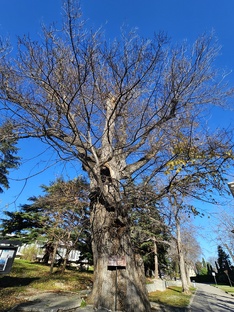 Дневник Лукоморья