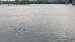 Про Тепляковых, мутные воды