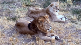 ПАРК ЛЬВОВ ТАЙГАН! Июль 2025