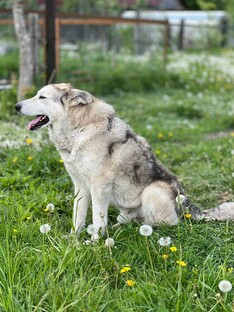 Мы в ответе за тех, кого приручили!