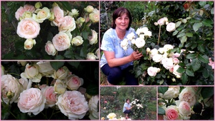 РОЗЫ ПИОНЫ СИРЕНЬ