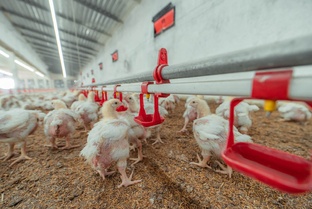 Технология и автоматизация птицефабрик