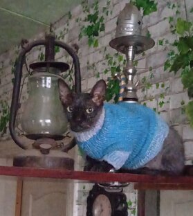 Мир вокруг и окружающая жизнь