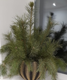 Выставки, конкурсы...