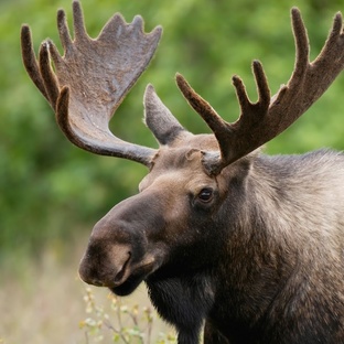 Лось: великан леса, о котором мало кто знает правду