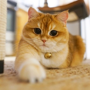 Кото ленд 
