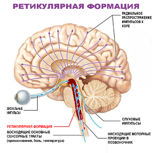 Невнимательность и гиперактивность 
