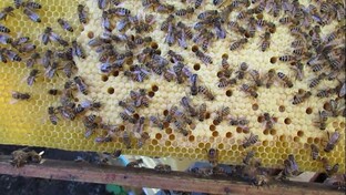 август и пчелы