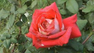 Релаксация