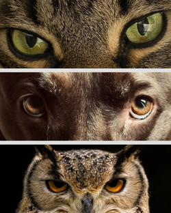 Мир глазами животных: что скрывают их зрачки?