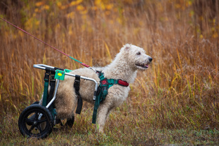 Сильные духом