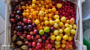 томаты сезон 2025