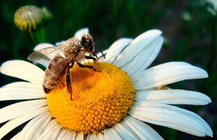 Про цветочный мёд