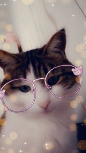 Спящий кот
