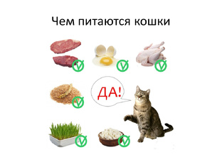 Вопросы по питанию кошек